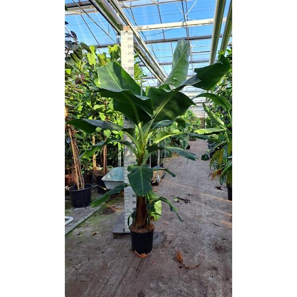 Горшечные цветы и растения оптом Musa Xl 250 от 1шт из Голландии с доставкой по России