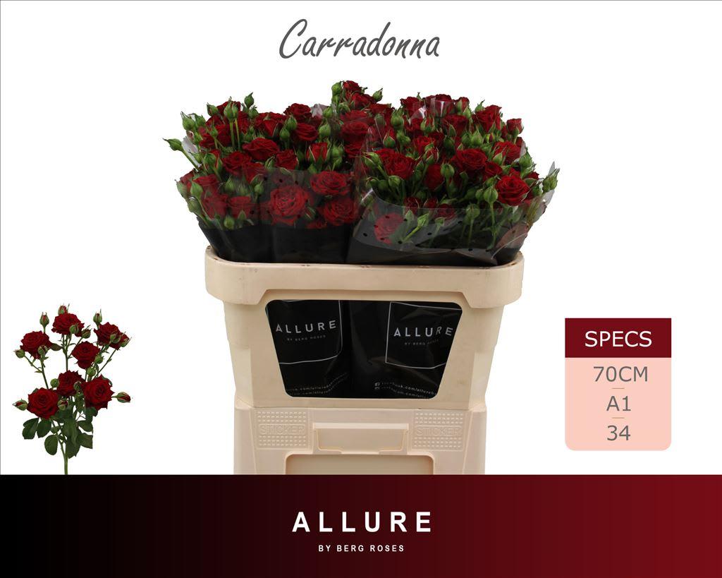 Срезанные цветы оптом Rosa tros Caradonna от 25шт из Голландии с доставкой по России