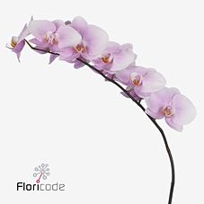 Срезанные цветы оптом Phalaenopsis manila (per stem) от 6шт. из Голландии с доставкой по России