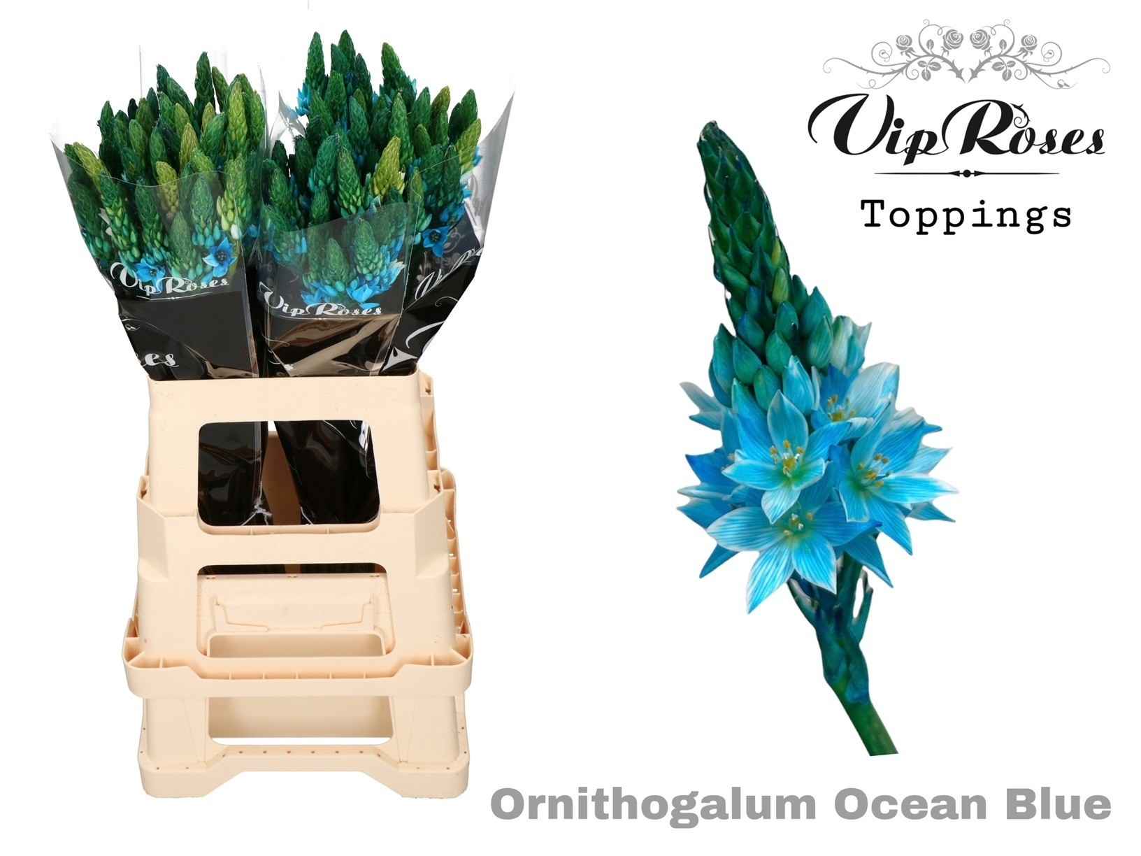 Срезанные цветы оптом Ornithogalum paint ice blue от 100шт из Голландии с доставкой по России