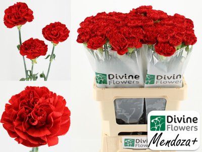 Срезанные цветы оптом Dianthus st mendoza+ от 80шт из Голландии с доставкой по России