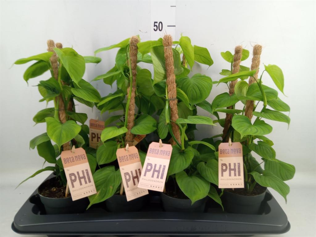 Горшечные цветы и растения оптом Philodendron   ... от 8шт из Голландии с доставкой по России