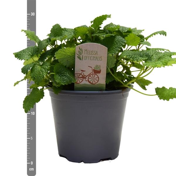 Горшечные цветы и растения оптом Melissa Officinalis от 8шт (для телеги) из Голландии с доставкой по России