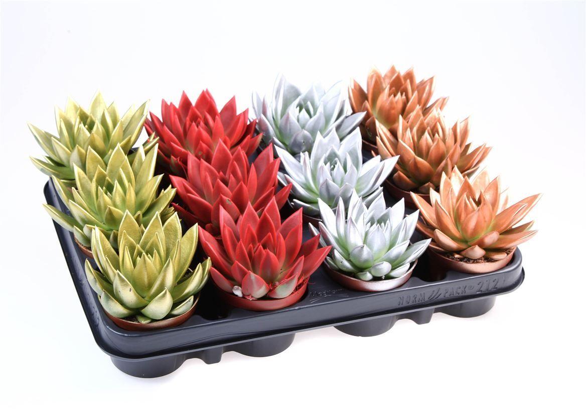 Горшечные цветы и растения оптом Echevieria Rainbow Kerstmix Ke 8002 от 11шт (для телеги) из Голландии с доставкой по России