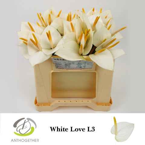 Срезанные цветы оптом Anthurium love white от 60шт из Голландии с доставкой по России