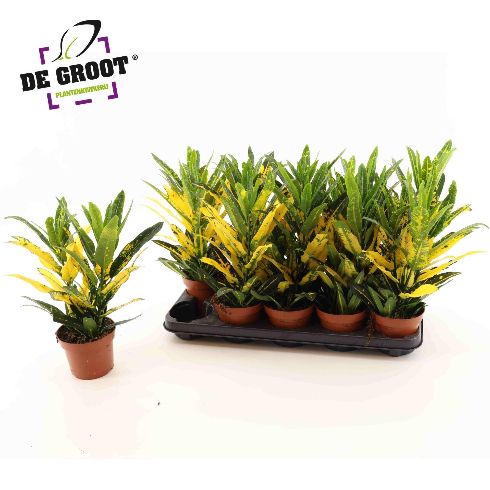 Горшечные цветы и растения оптом Codiaeum Sunny Star от 10шт из Голландии с доставкой по России