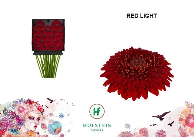 Срезанные цветы оптом Germini diamond gerponi red light от 20шт из Голландии с доставкой по России