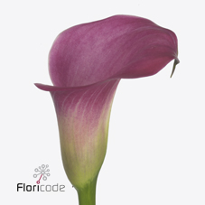 Срезанные цветы оптом Zantedeschia fantasia от 60шт из Голландии с доставкой по России