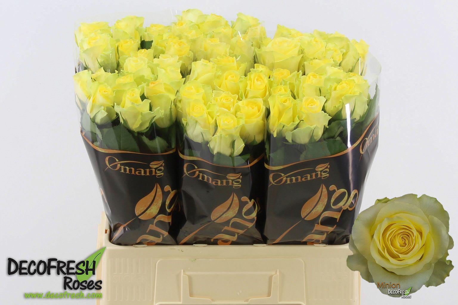 Срезанные цветы оптом Rosa large minion rose от 60шт из Голландии с доставкой по России