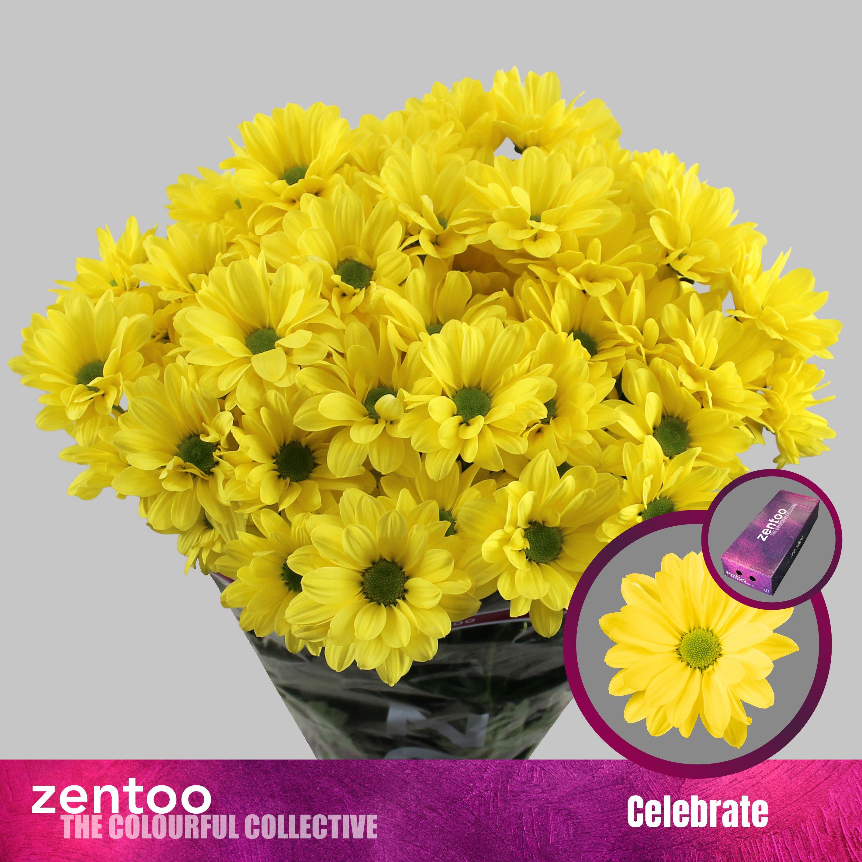 Срезанные цветы оптом Chrys sp celebrate от 160шт из Голландии с доставкой по России