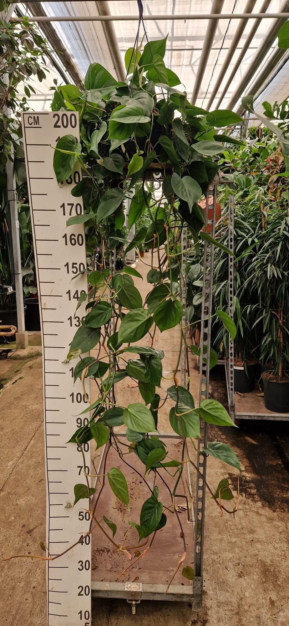 Горшечные цветы и растения оптом Philodendron Scandens Hanging от 2шт из Голландии с доставкой по России
