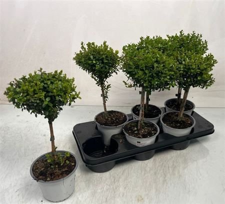 Горшечные цветы и растения оптом Myrsine Africana P14 от 6шт из Голландии с доставкой по России