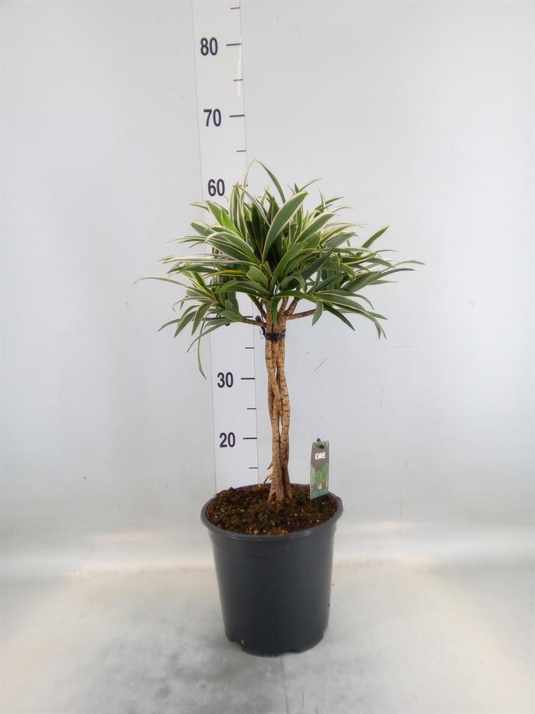 Горшечные цветы и растения оптом Dracaena Refl.   ... от 1шт из Голландии с доставкой по России