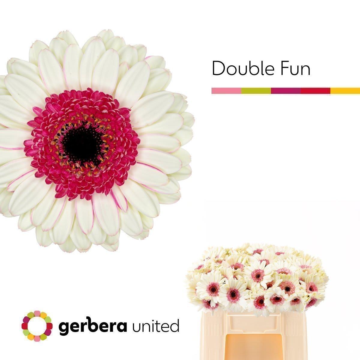 Срезанные цветы оптом Germini double fun от 80шт из Голландии с доставкой по России