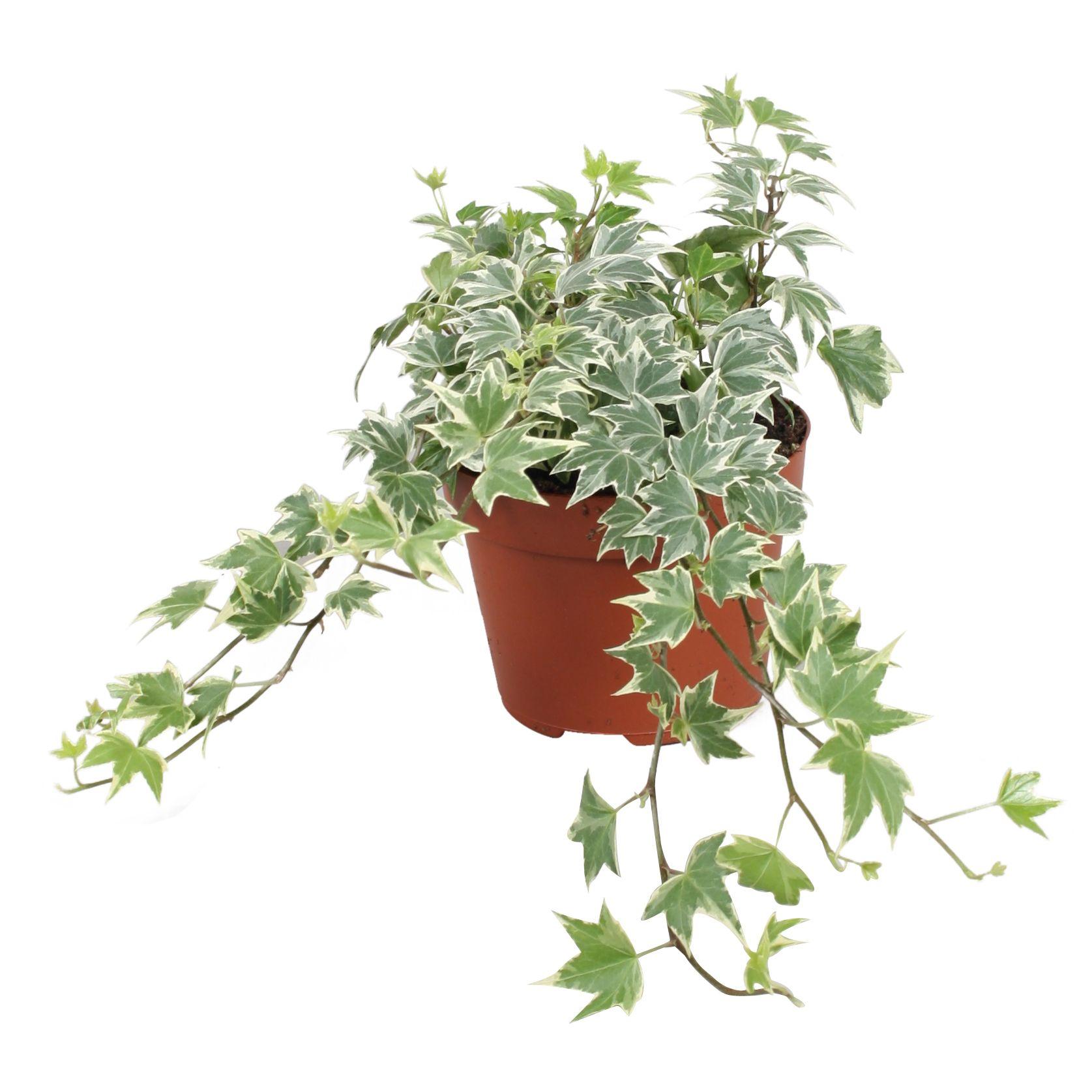 Горшечные цветы и растения оптом Hedera Helix White Ripple от 8шт из Голландии с доставкой по России Горшечные цветы и растения оптом Hedera Helix White Ripple от 8шт из Голландии с доставкой по России