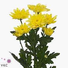 Срезанные цветы оптом Chrys sp baltica yellow от 80шт. из Голландии с доставкой по России