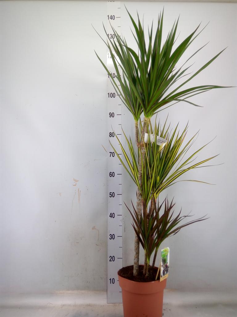 Горшечные цветы и растения оптом Dracaena Marg.   ..mix 3 от 1шт из Голландии с доставкой по России