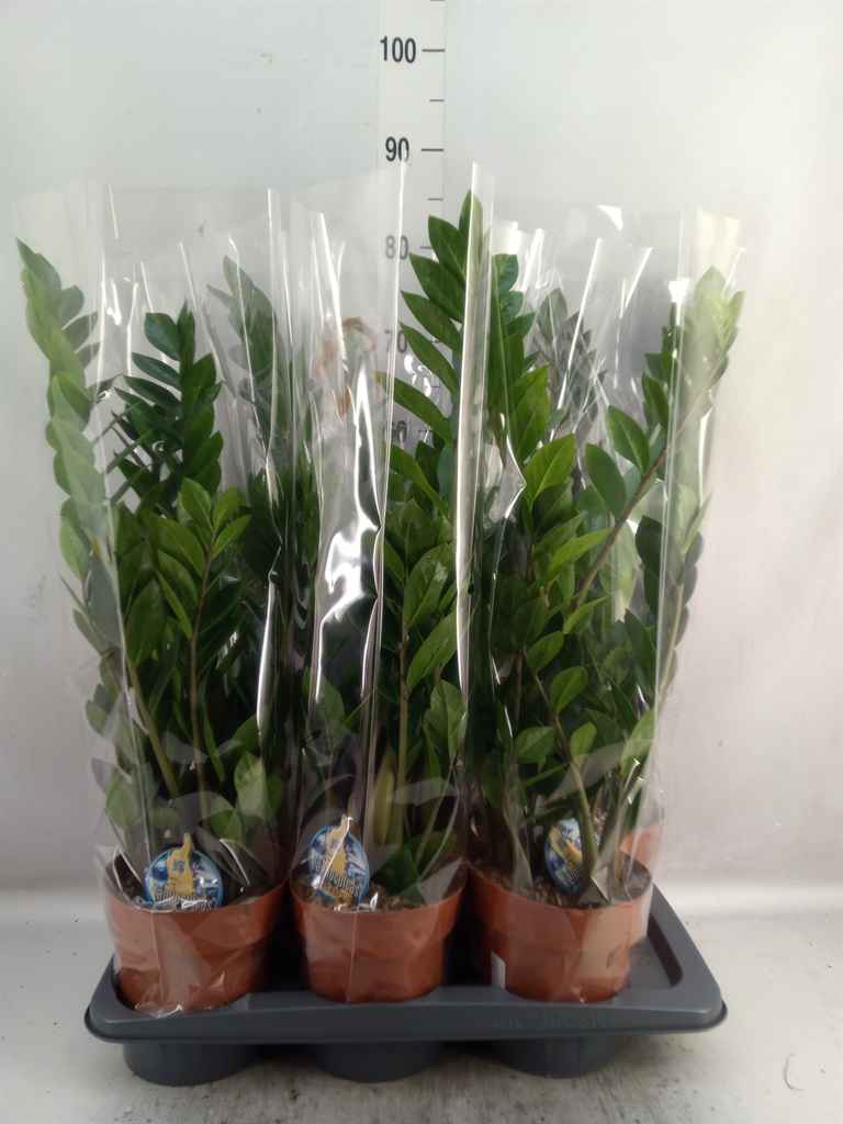 Горшечные цветы и растения оптом Zamioculcas Zamiifolia от 6шт' из Голландии с доставкой по России