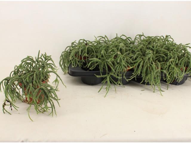 Горшечные цветы и растения оптом Rhipsalis Baccifera от 8шт из Голландии с доставкой по России