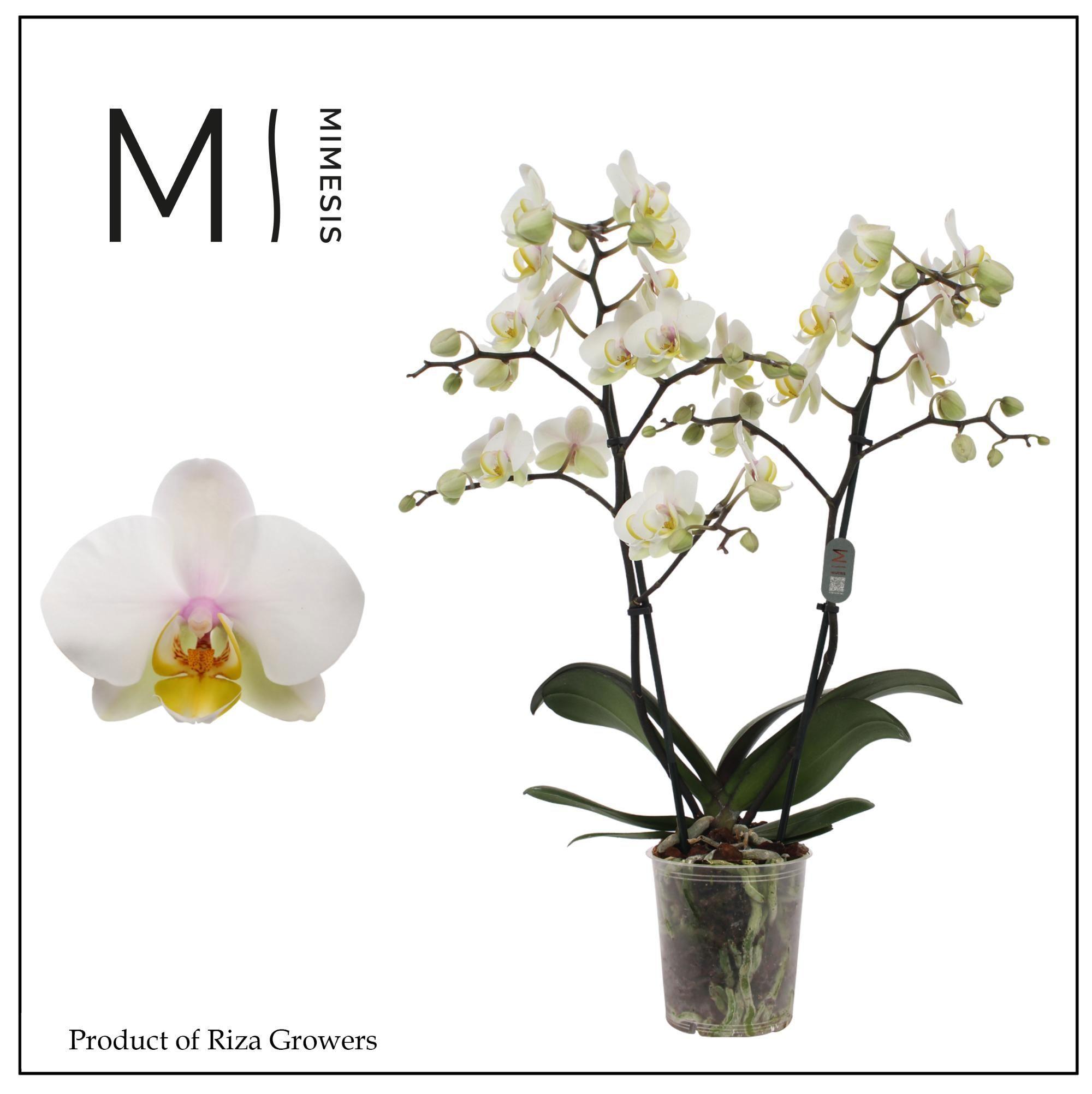 Горшечные цветы и растения оптом Phalaenopsis Busy Bee 2 Spike - 12cm | Mimesis от 10шт из Голландии с доставкой по России
