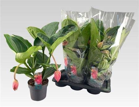 Горшечные цветы и растения оптом Medin Mag Flamenco 2 Etages 2 Bloemen от 6шт из Голландии с доставкой по России