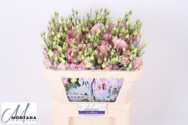 Срезанные цветы оптом Lisianthus do alissa rosee от 40шт из Голландии с доставкой по России