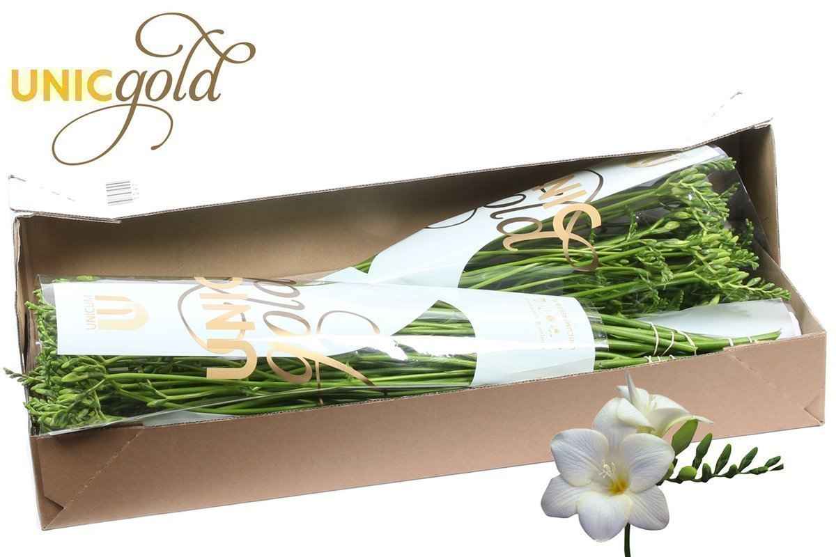 Срезанные цветы оптом Freesia si bellina от 100шт. из Голландии с доставкой по России