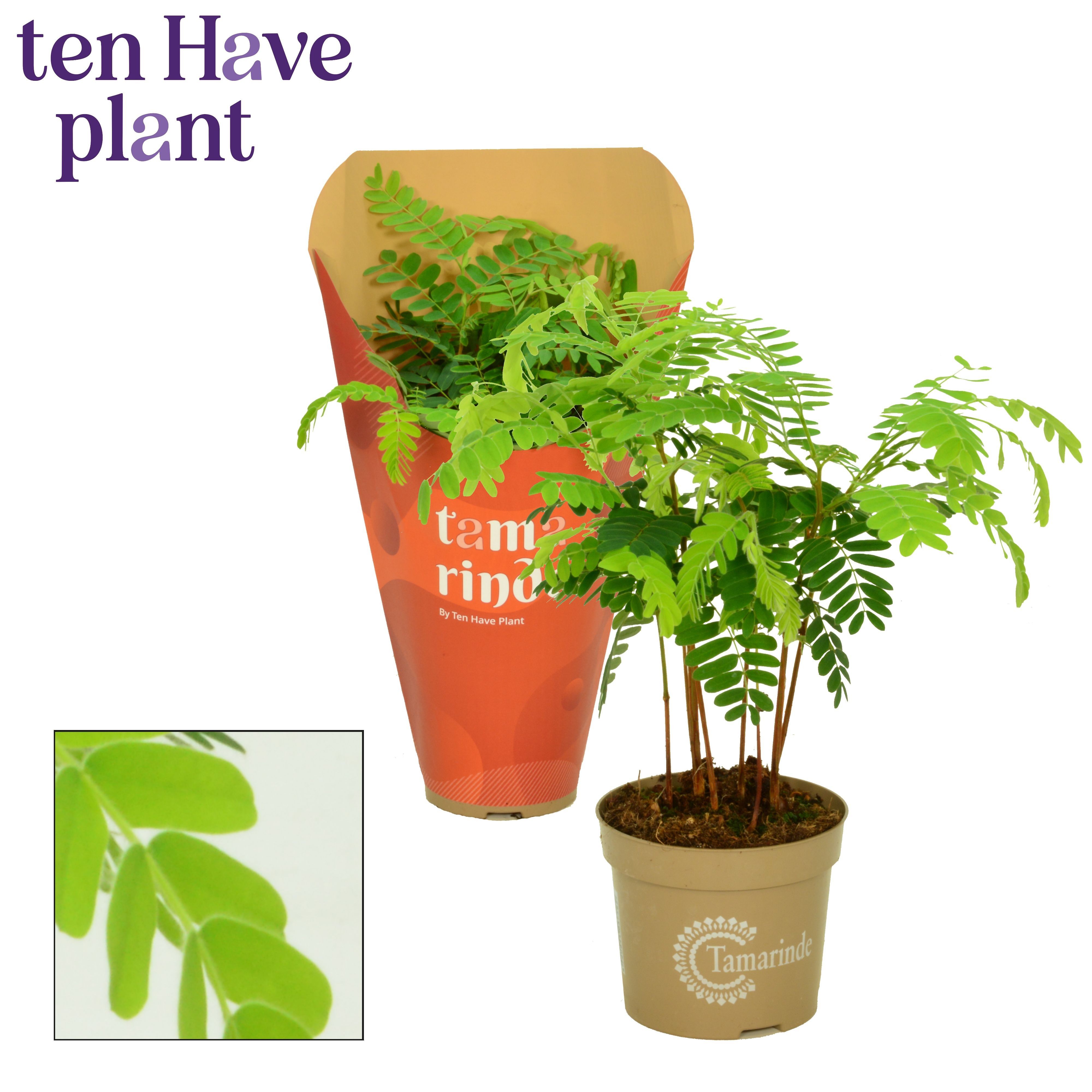 Горшечные цветы и растения оптом Tamarindus Indica от 8шт из Голландии с доставкой по России
