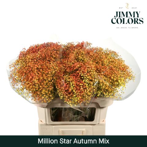 Срезанные цветы оптом Gyps fine paint autumn от 25шт из Голландии с доставкой по России