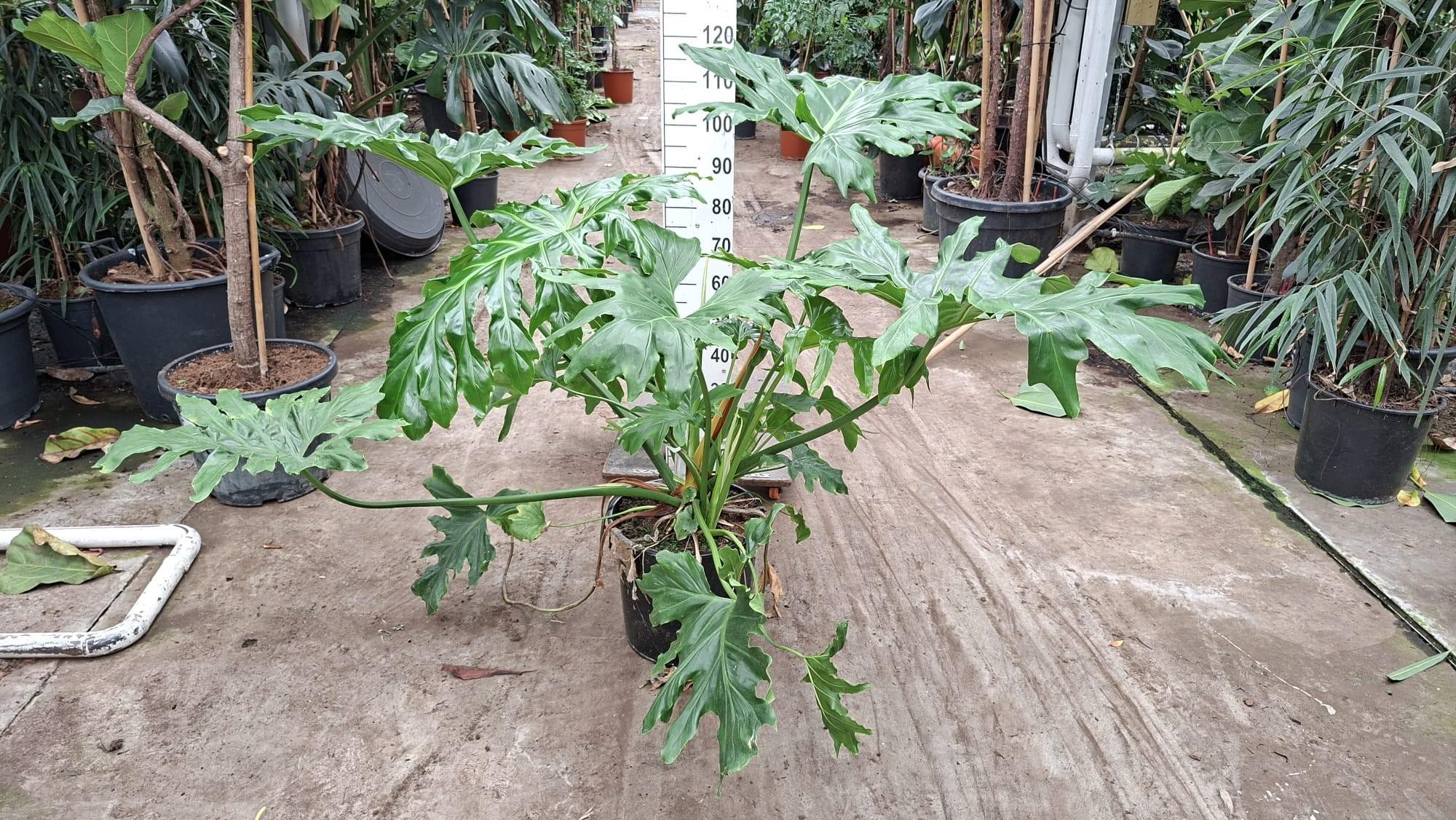 Горшечные цветы и растения оптом Philodendron Selloum Xxl от 1шт из Голландии с доставкой по России