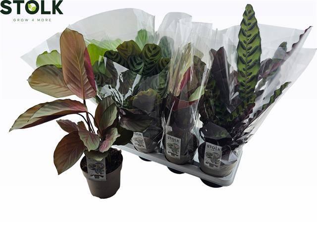 Горшечные цветы и растения оптом Calat Gem 4 Srt от 8шт из Голландии с доставкой по России