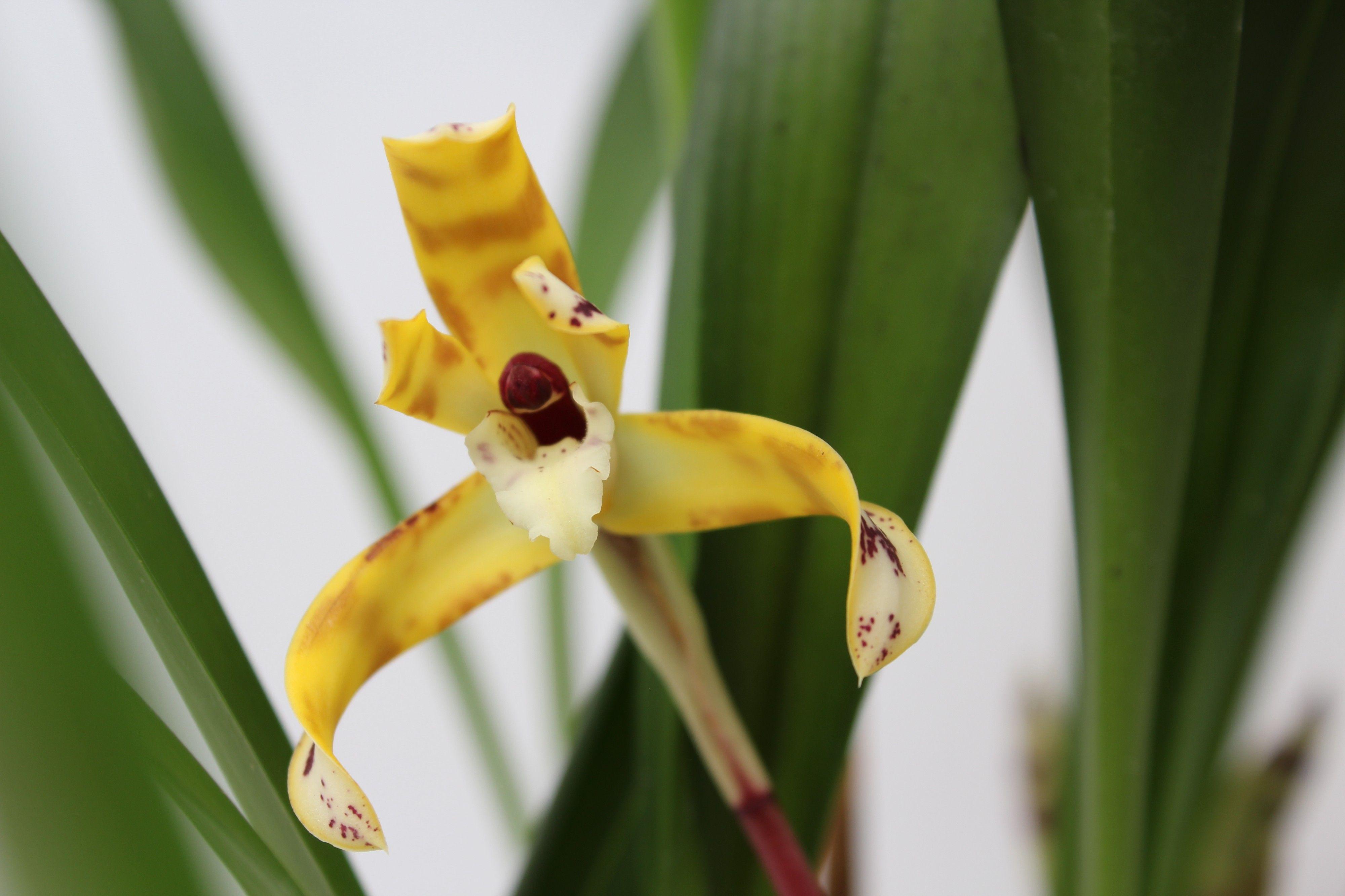 Горшечные цветы и растения оптом Maxillaria Picta Fragrant от 4шт из Голландии с доставкой по России Горшечные цветы и растения оптом Maxillaria Picta Fragrant от 4шт из Голландии с доставкой по России
