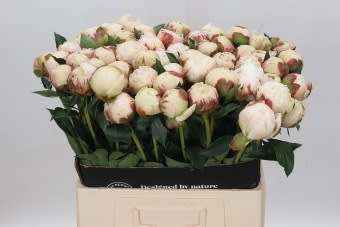 Срезанные цветы оптом Paeonia dr f g brethour от 40шт из Голландии с доставкой по России