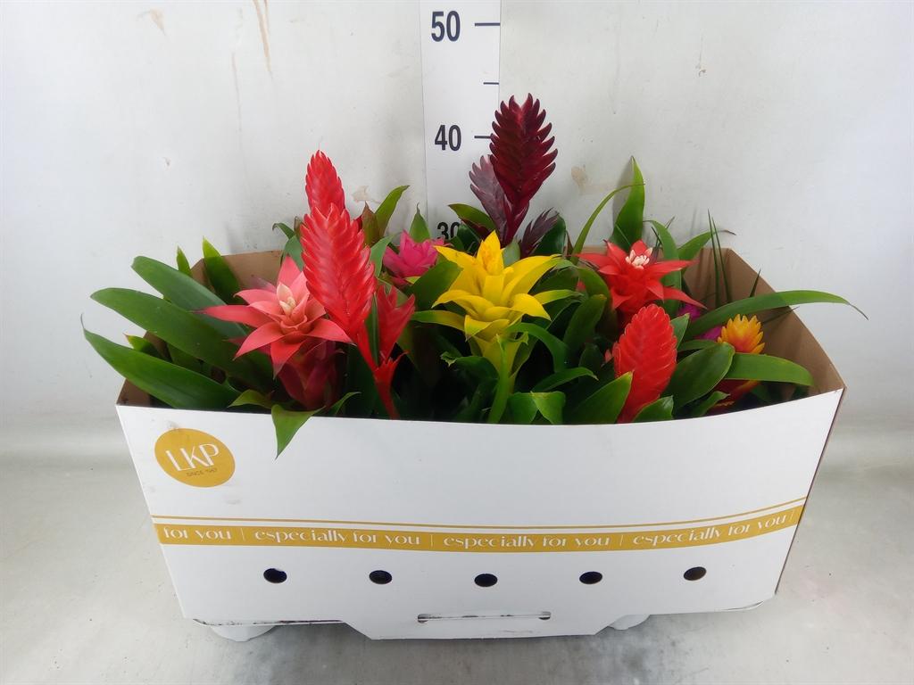 Горшечные цветы и растения оптом Bromelia   ...mix от 12шт из Голландии с доставкой по России