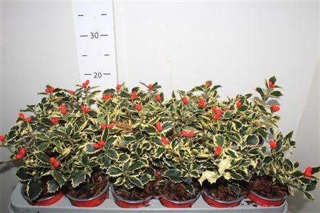 Горшечные цветы и растения оптом Ilex Aq Argentea Mar от 18шт (для телеги) из Голландии с доставкой по России