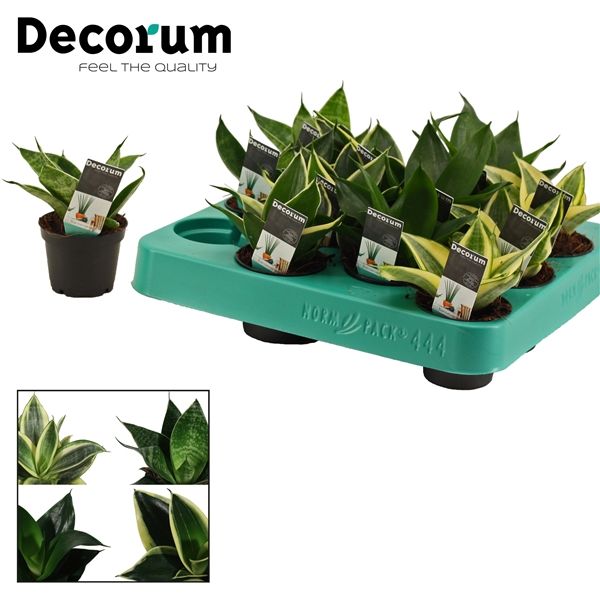 Горшечные цветы и растения оптом Sansevieria Hahnii Mix (decorum) от 14шт из Голландии с доставкой по России