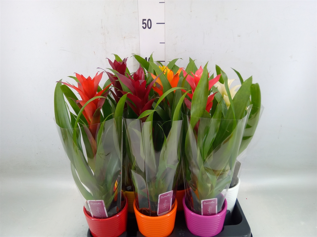 Горшечные цветы и растения оптом Bromelia   ...mix от 9шт из Голландии с доставкой по России