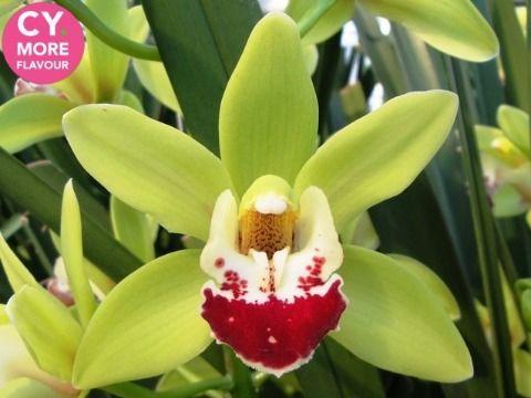 Срезанные цветы оптом Minicymbidium green evergreen от 15шт из Голландии с доставкой по России