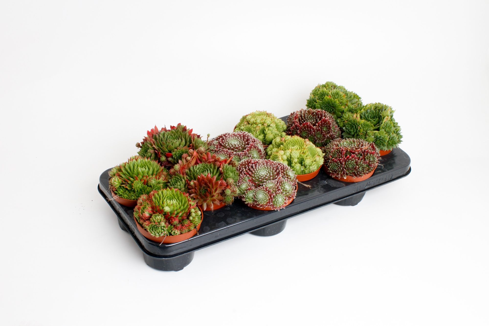 Горшечные цветы и растения оптом Sempervivum Mix от 9шт из Голландии с доставкой по России