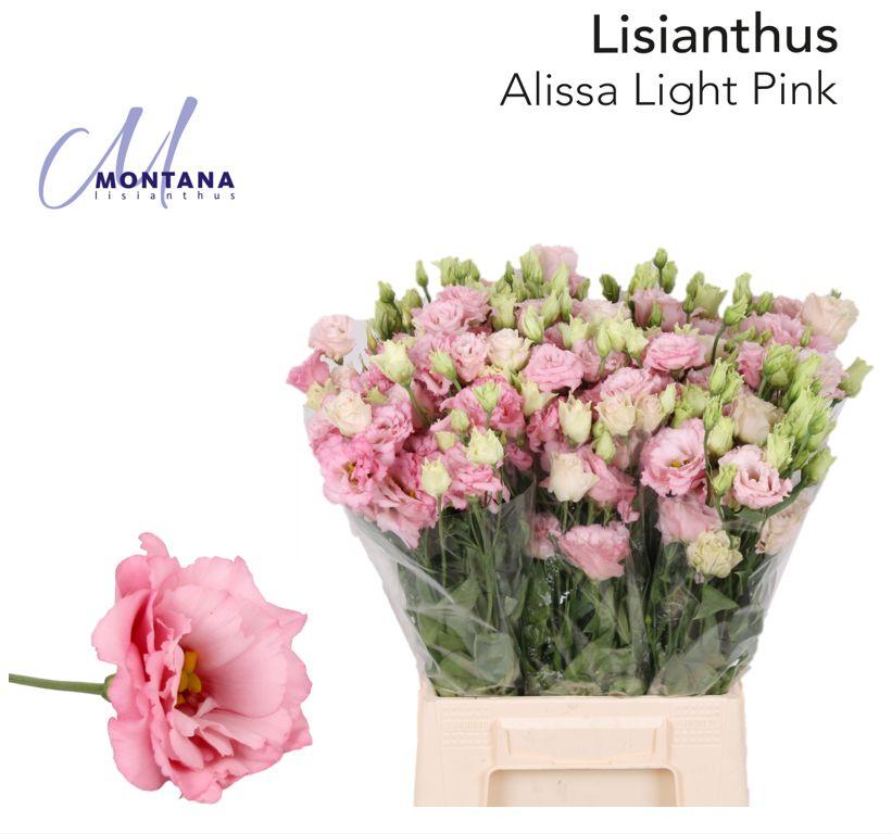 Срезанные цветы оптом Lisianthus do alissa light pink от 50шт из Голландии с доставкой по России