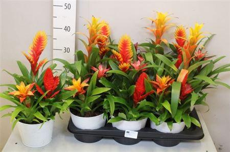 Горшечные цветы и растения оптом Guzmania Mix 3pp от 6шт из Голландии с доставкой по России