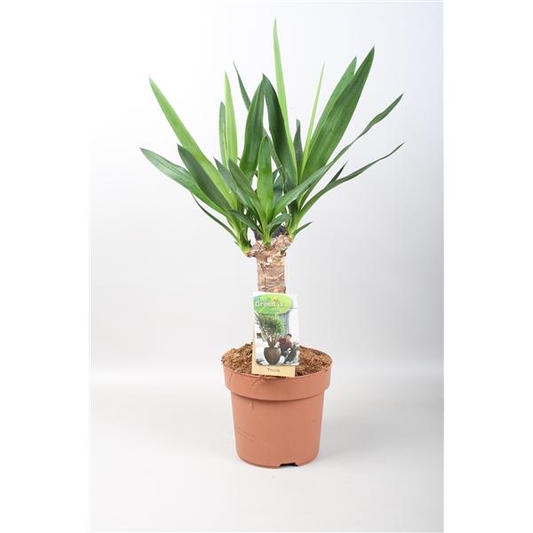Горшечные цветы и растения оптом Yucca 25cm Stem 2+ от 1шт из Голландии с доставкой по России