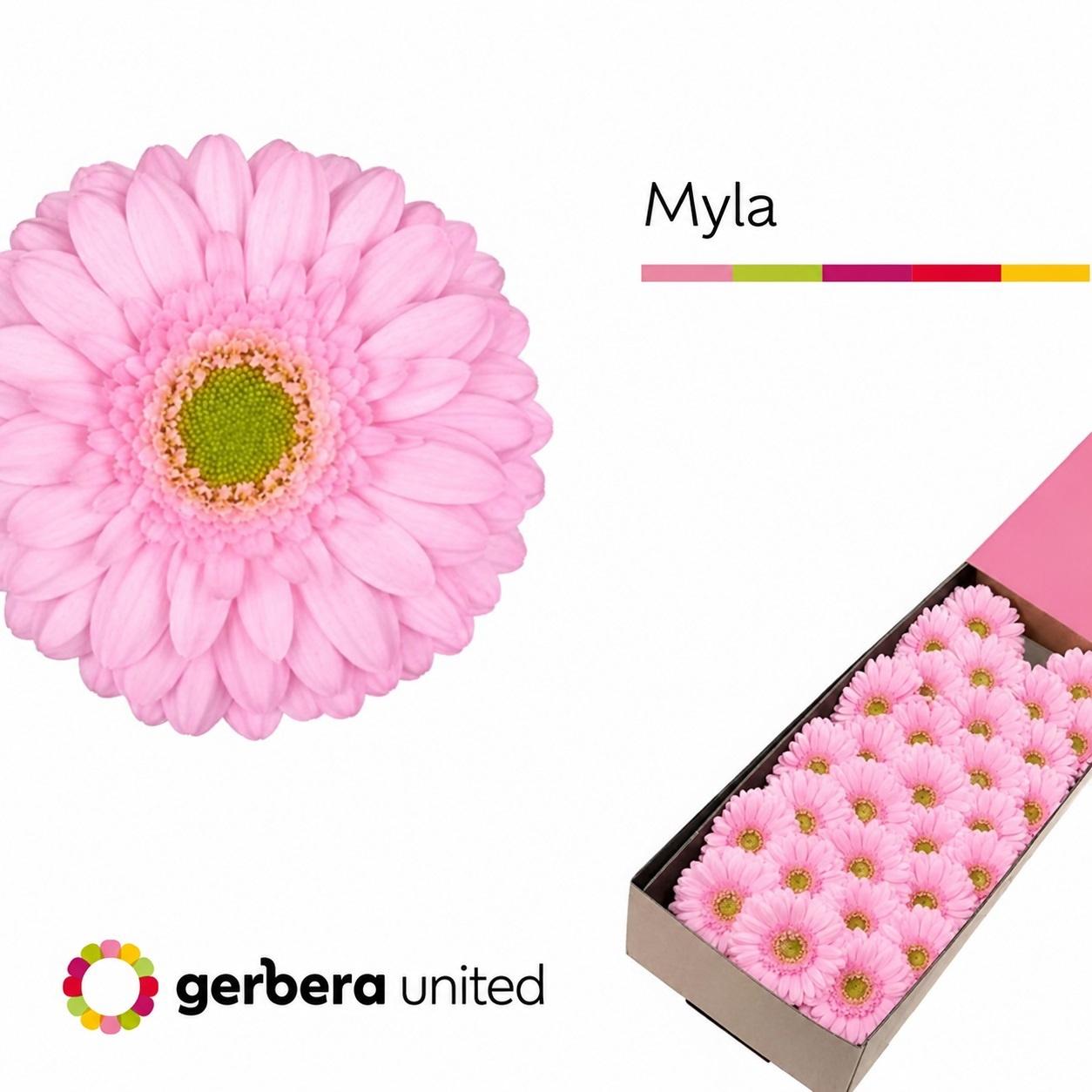 Срезанные цветы оптом Germini myla от 30шт из Голландии с доставкой по России