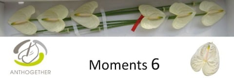 Срезанные цветы оптом Anthurium moments от 6шт из Голландии с доставкой по России