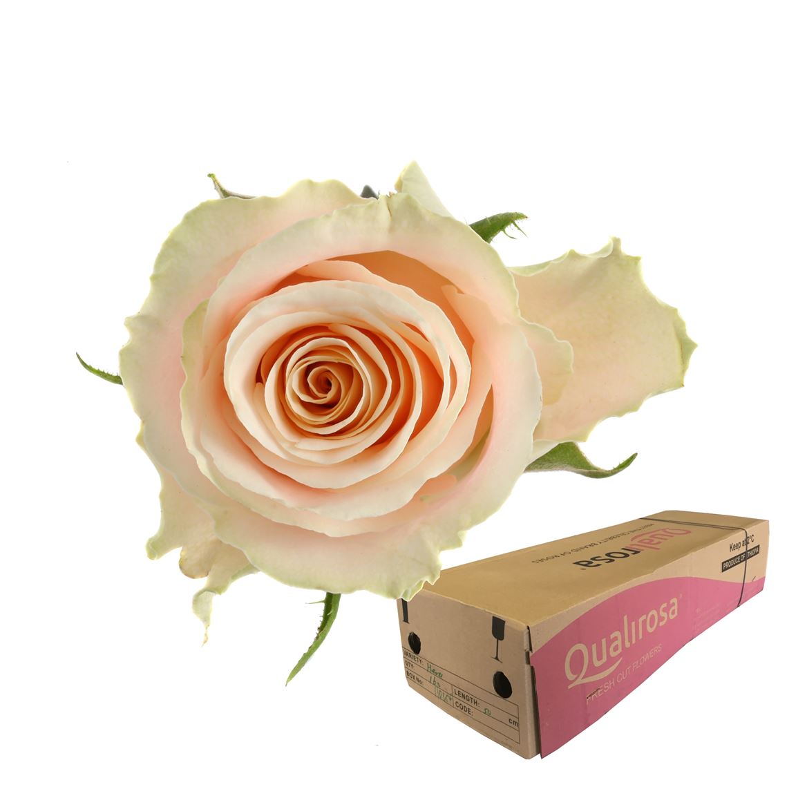 Срезанные цветы оптом Rosa large charmant от 40шт. из Голландии с доставкой по России