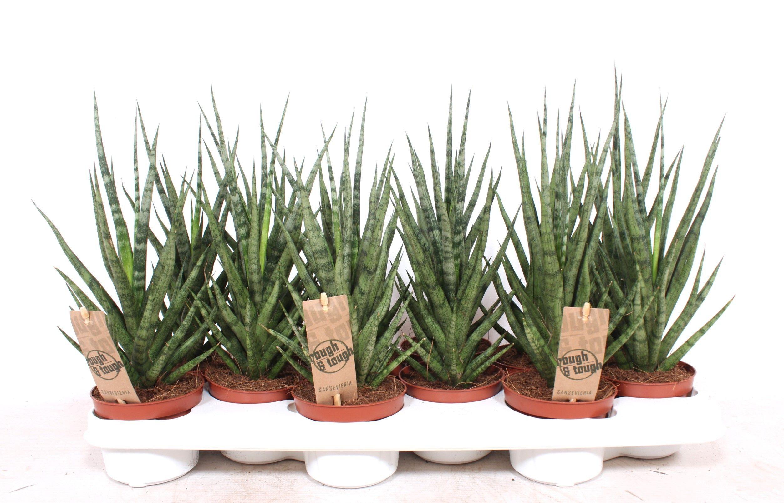 Горшечные цветы и растения оптом Sansevieria Torch от 12шт из Голландии с доставкой по России
