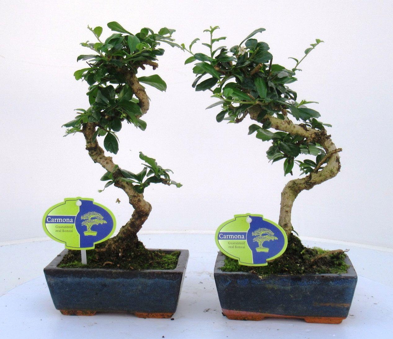 Горшечные цветы и растения оптом Bonsai Carmona Macrophylla, 15cm., Shape, Without от 10шт из Голландии с доставкой по России