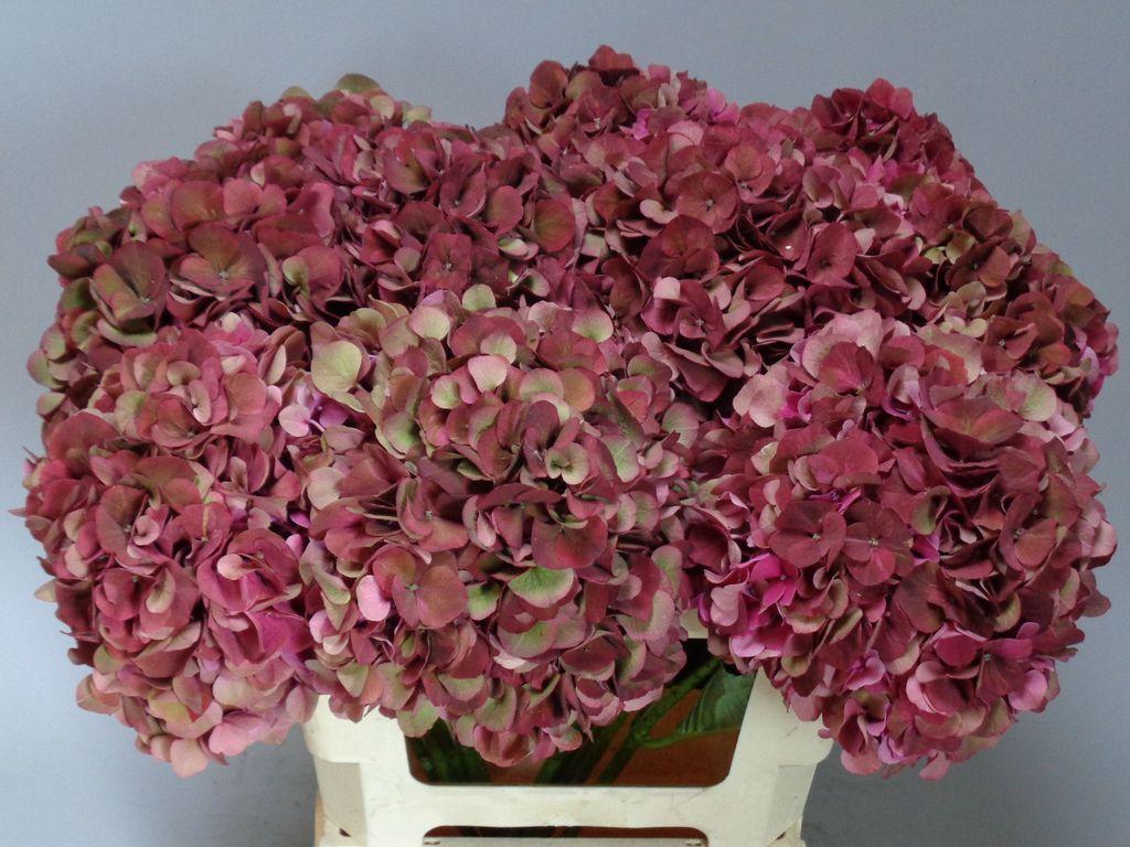 Срезанные цветы оптом Hydrangea mag pink ruby classic от 10шт из Голландии с доставкой по России