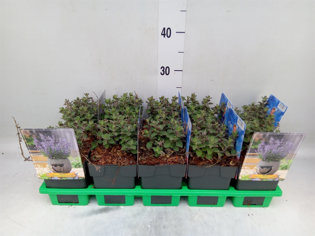 Горшечные цветы и растения оптом Nepeta Faassenii от 10шт из Голландии с доставкой по России