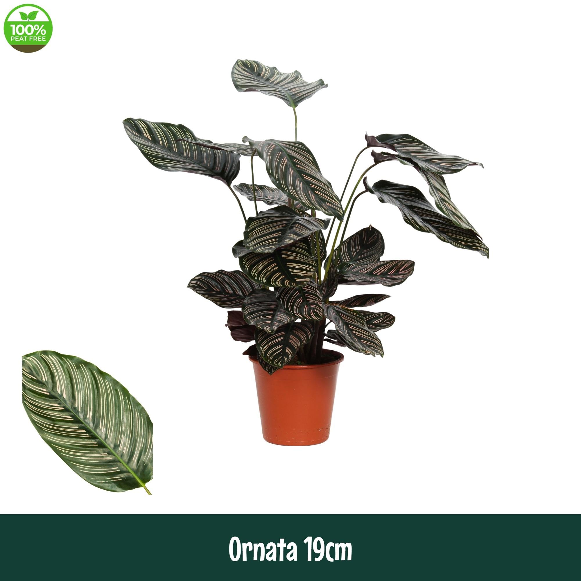 Горшечные цветы и растения оптом Calathea Ornata от 1шт из Голландии с доставкой по России